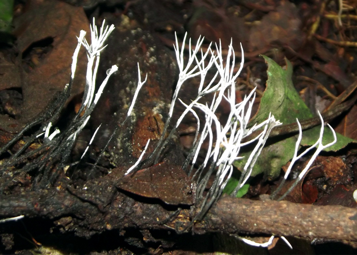 Xylaria sp